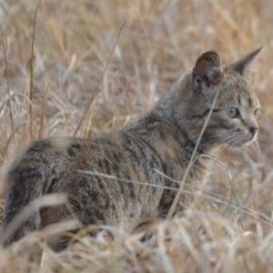 Group logo of Mauritania