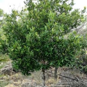 Group logo of Mauritius