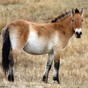 Group logo of Mongolia