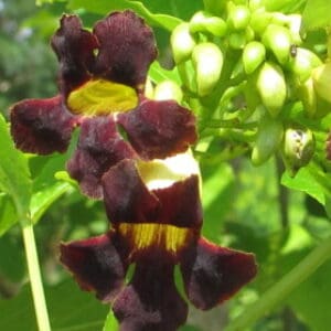 Group logo of Mozambique