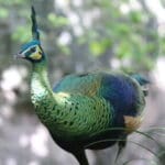 Group logo of Myanmar