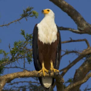 Group logo of Namibia