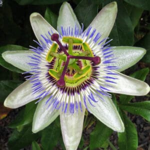 Group logo of Paraguay