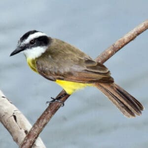 Group logo of Suriname