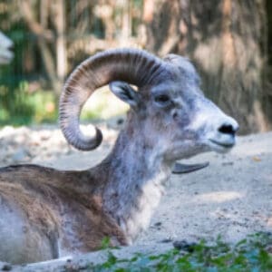 Group logo of Tajikistan