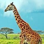 Group logo of Tanzania