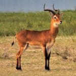 Group logo of Uganda