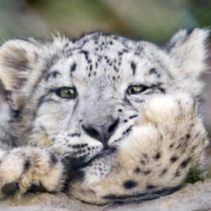 Group logo of Uzbekistan