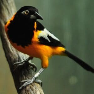 Group logo of Venezuela