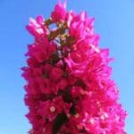 Group logo of Zambia