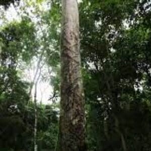 Group logo of Zimbabwe