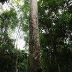 Group logo of Zimbabwe