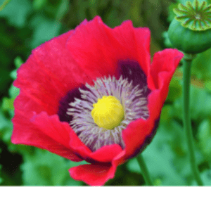 Group logo of North Macedonia