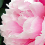 Group logo of Romania