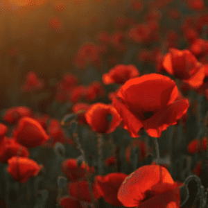 Group logo of Albania