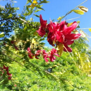 Group logo of Dominican Republic