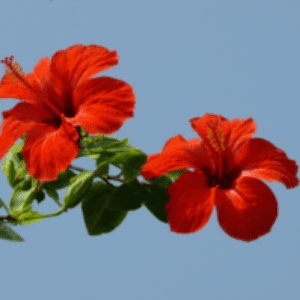 Group logo of South Sudan