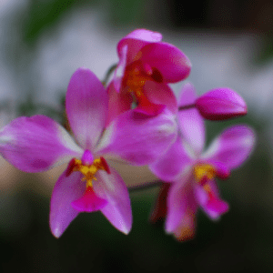 Group logo of Panama