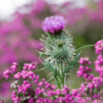 Group logo of Scotland