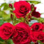 Group photo of England