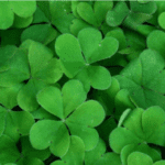 Group logo of Northern Ireland