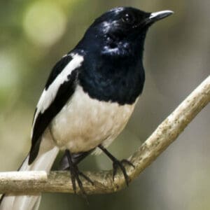 Group logo of Bangladesh