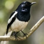 Group logo of Bangladesh