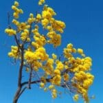 Group logo of Brazil