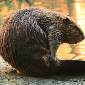 Group logo of Canada
