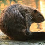 Group logo of Canada