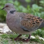 Group logo of Czechia