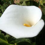 Group logo of Ethiopia