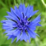 Group logo of Germany