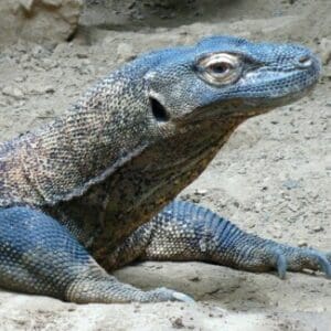 Group logo of Indonesia