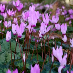 Group logo of Israel