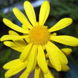 Group logo of Kuwait