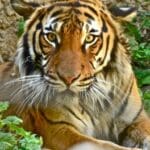 Group logo of Malaysia