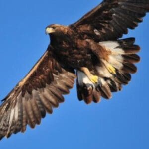 Group logo of Mexico