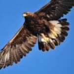 Group logo of Mexico