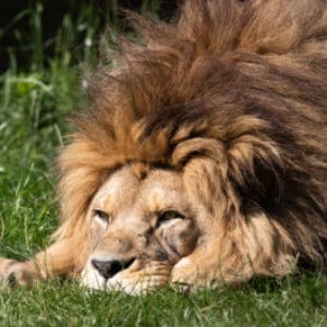 Group logo of Morocco