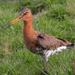 Group logo of Netherlands