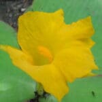 Group logo of Nigeria