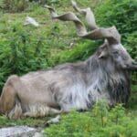 Group logo of Pakistan