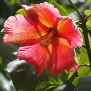 Group logo of Puerto Rico