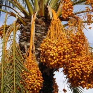 Group logo of Saudi Arabia