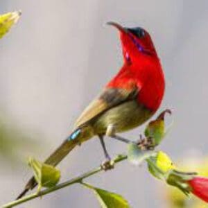 Group logo of Singapore